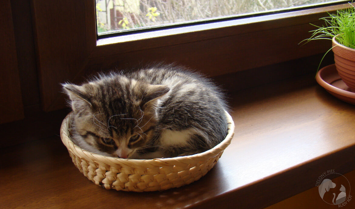 Historia nie rudego kota